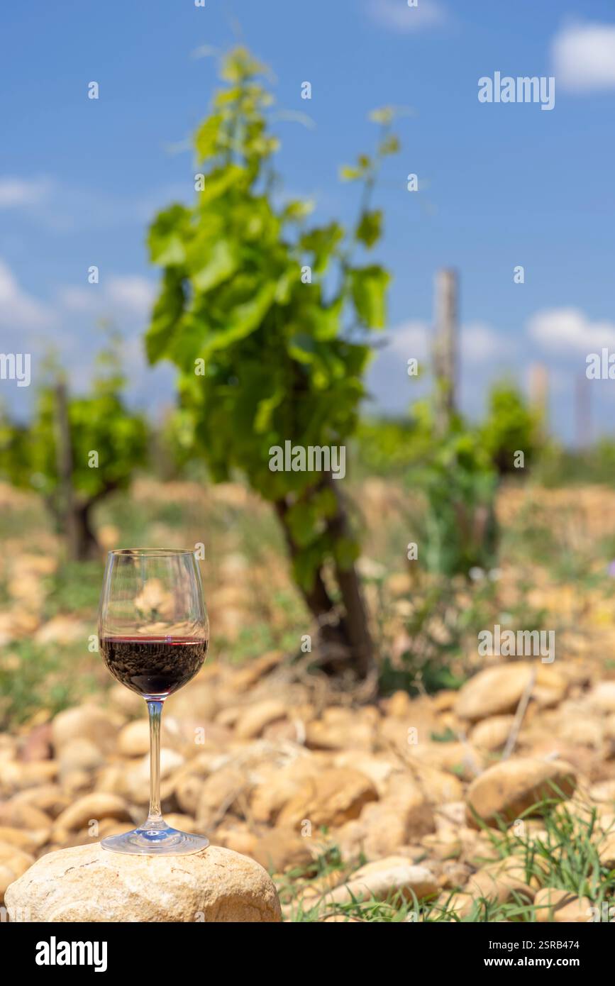 Typischer Weinberg mit Steinen in der Nähe von Chateauneuf-du-Pape, Cotes du Rhone, Frankreich Stockfoto