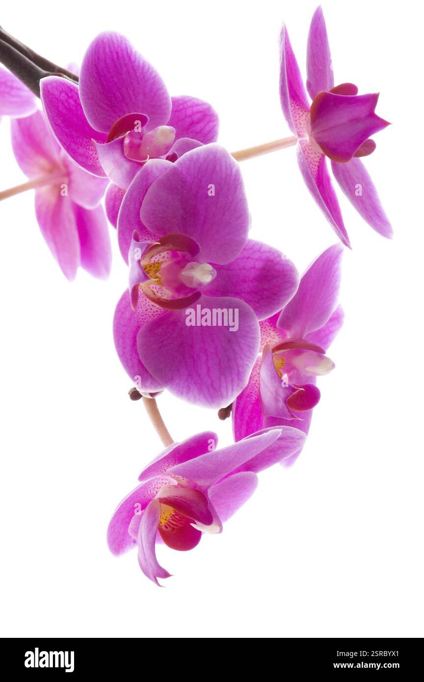 Orchidee Stockfoto
