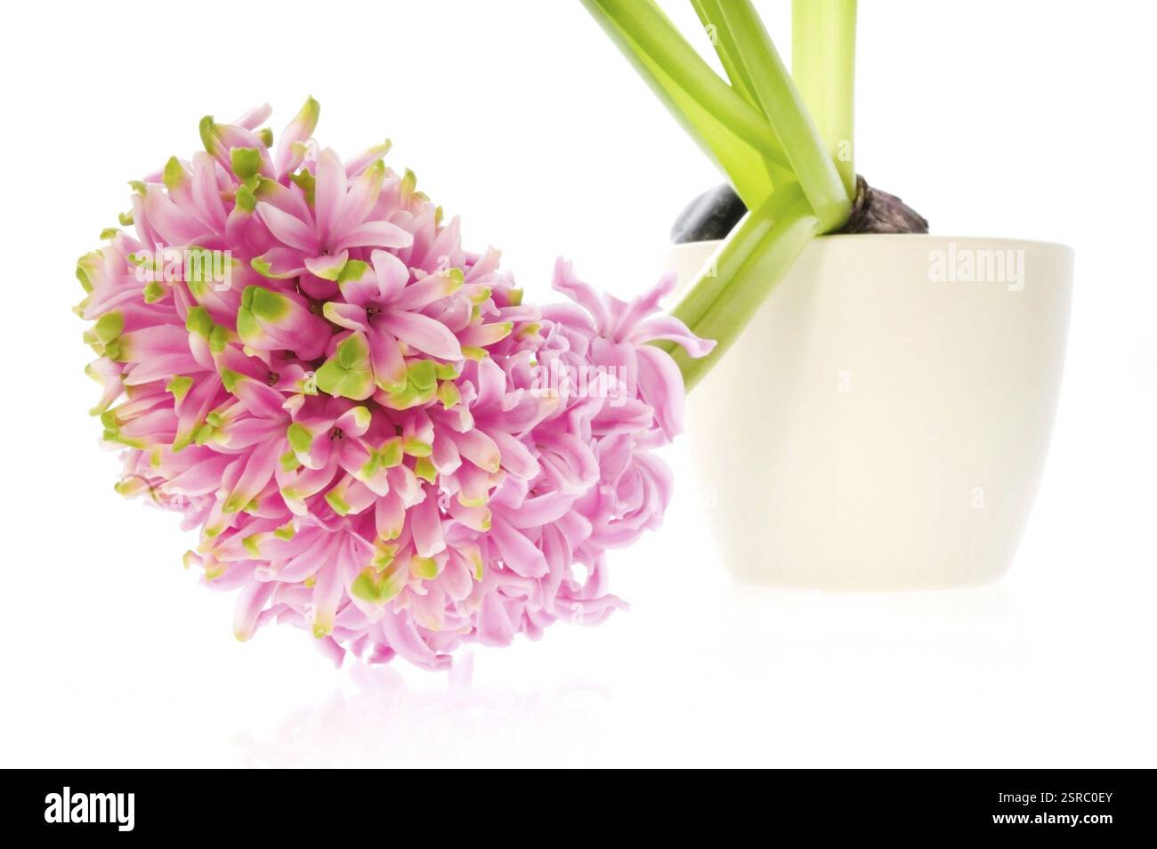 Hyazinthe mit Boden- und Wurzelsystem isoliert auf weißem Hintergrund Stockfoto