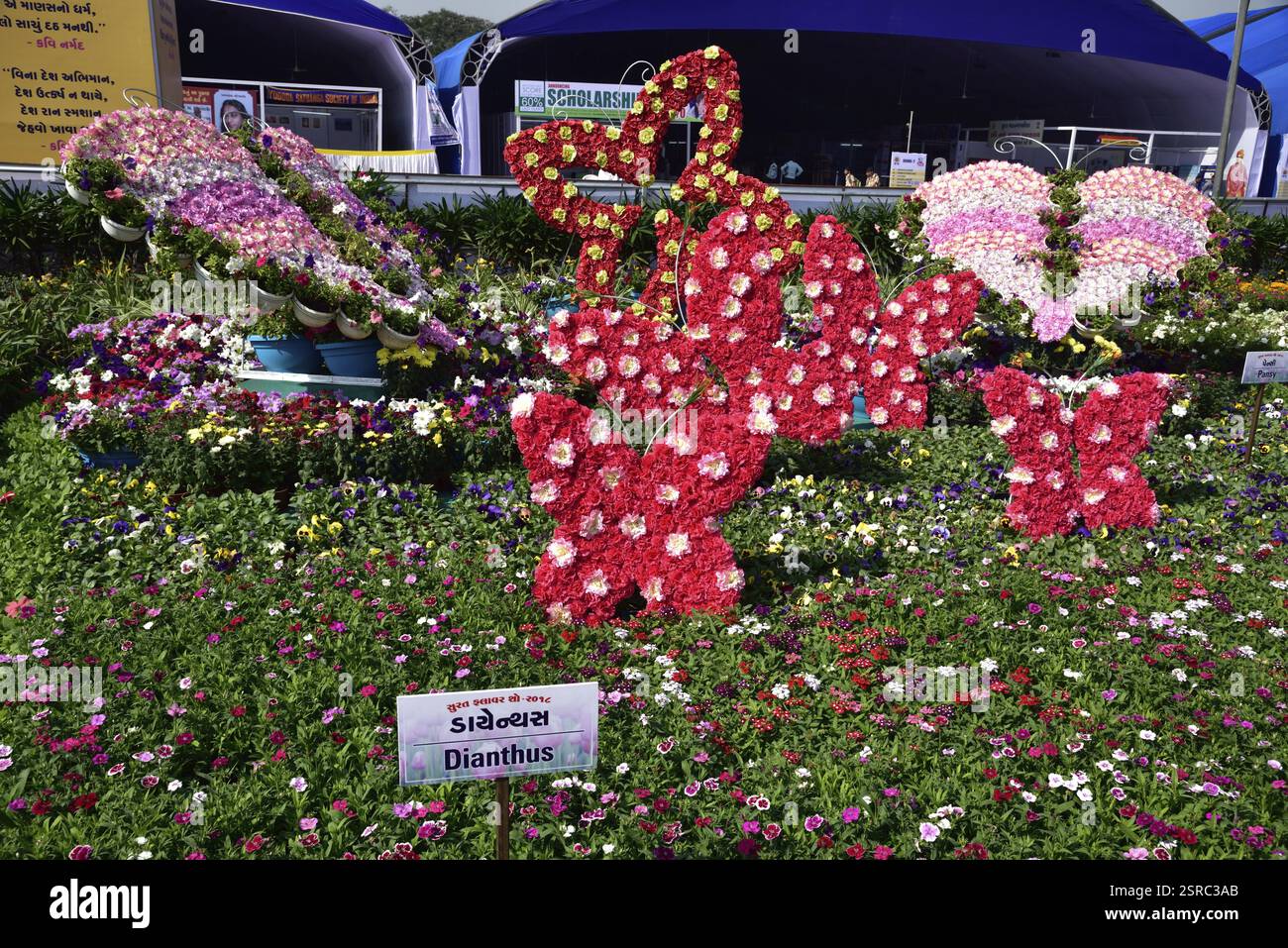 Butterfly mit Dianthus Blumen, Blumengarten, Surat, Gujarat, Indien, Asien Stockfoto
