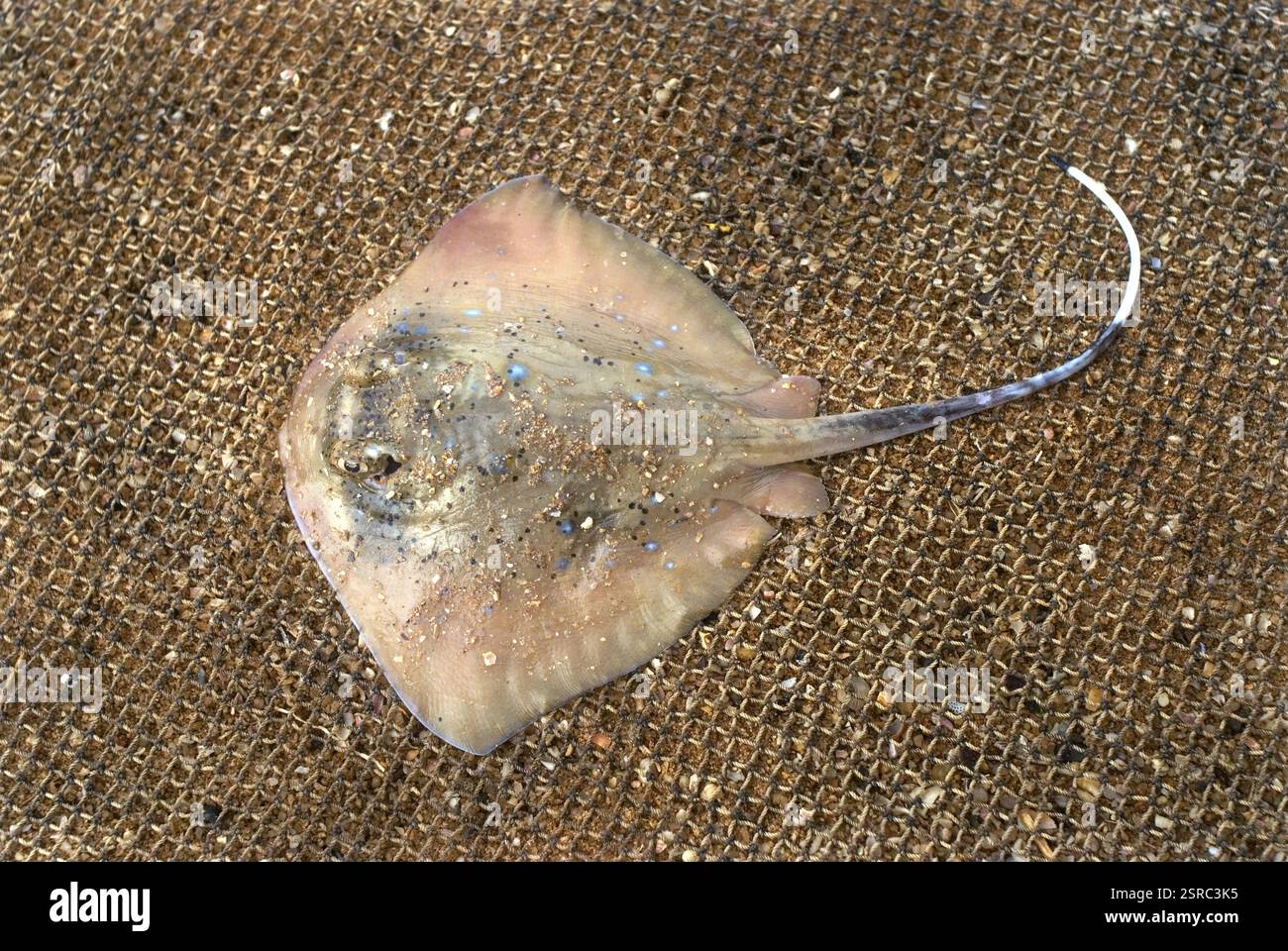 Rayfish Fang gerade Kanyakumari Tamil nadu Indien Asien Stockfoto