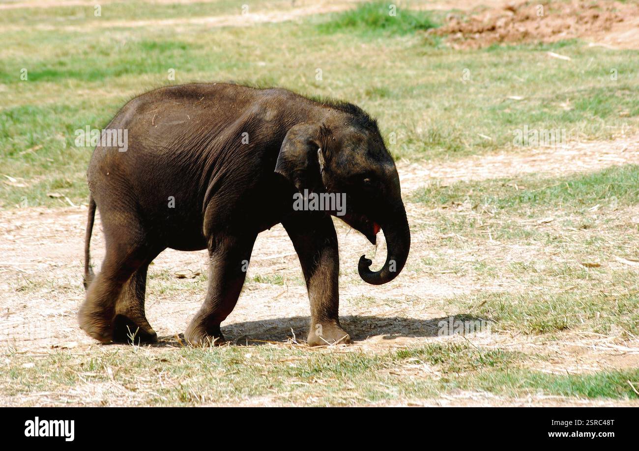 elefanten elephant elephant Maximums im Zoo Mysore, Karnataka, Indien, Asien Stockfoto