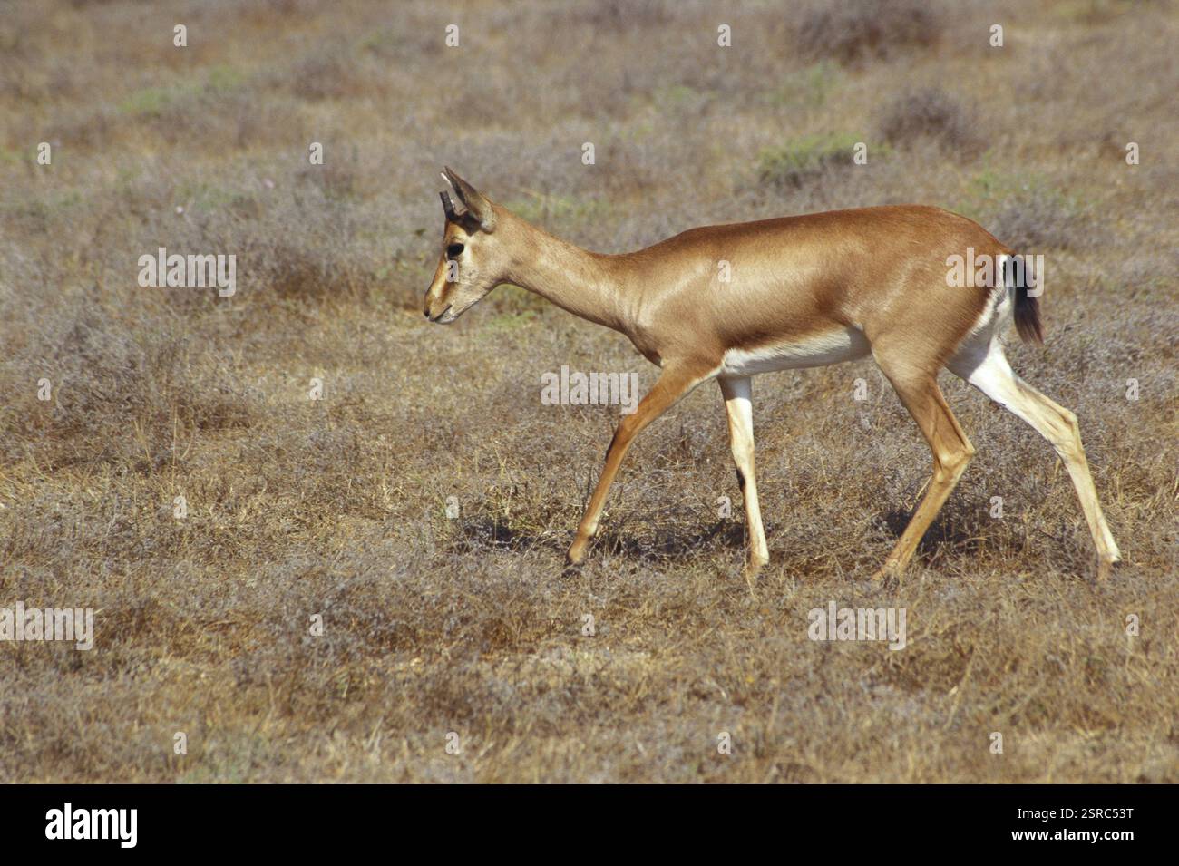 Chinkara gazella gazella, District Kutch, Gujarat, Indien, Asien Stockfoto