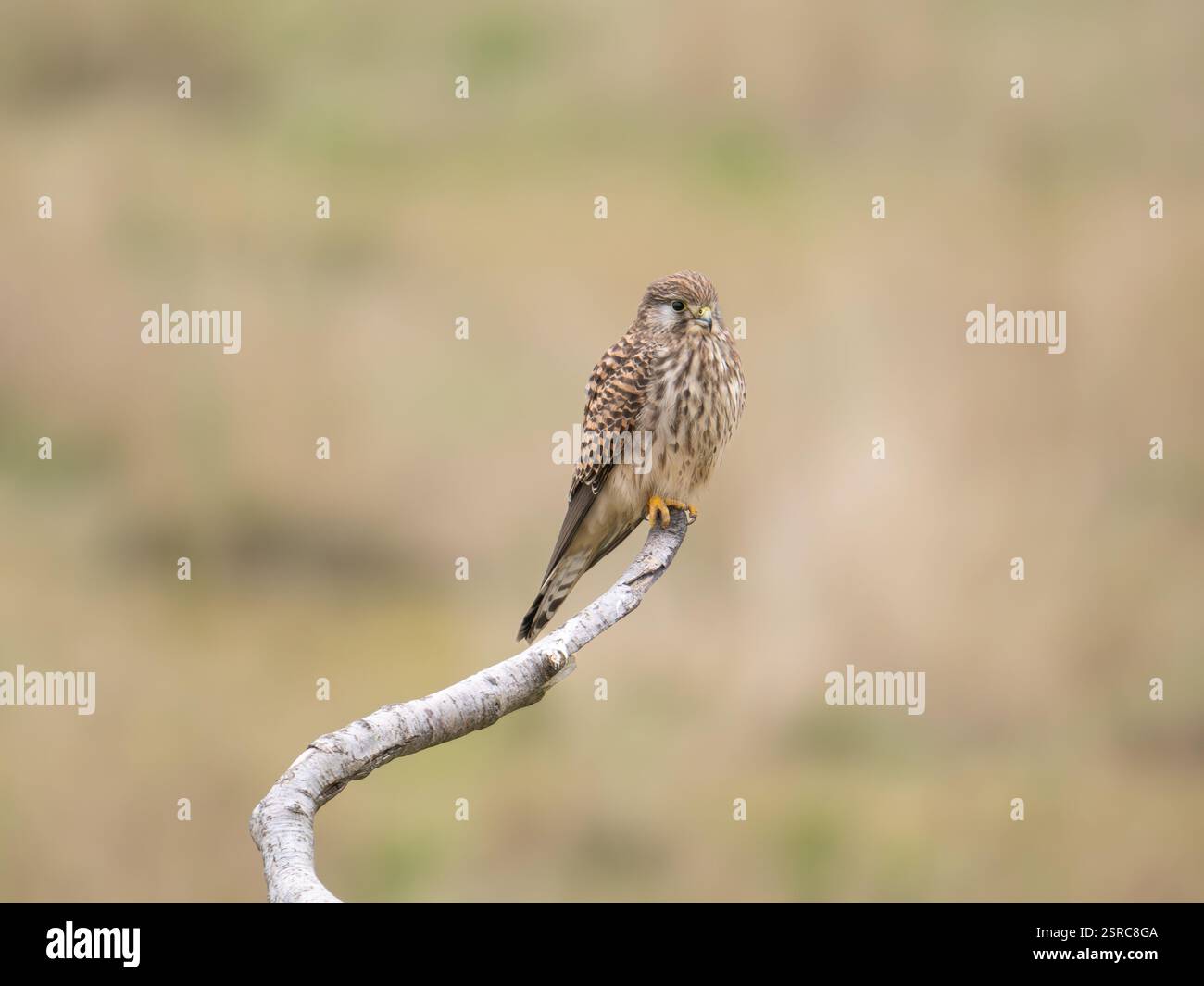 Weiblicher Turmfalke in der Severn Mündung Großbritannien [ Falco Tinnunculus ] Stockfoto