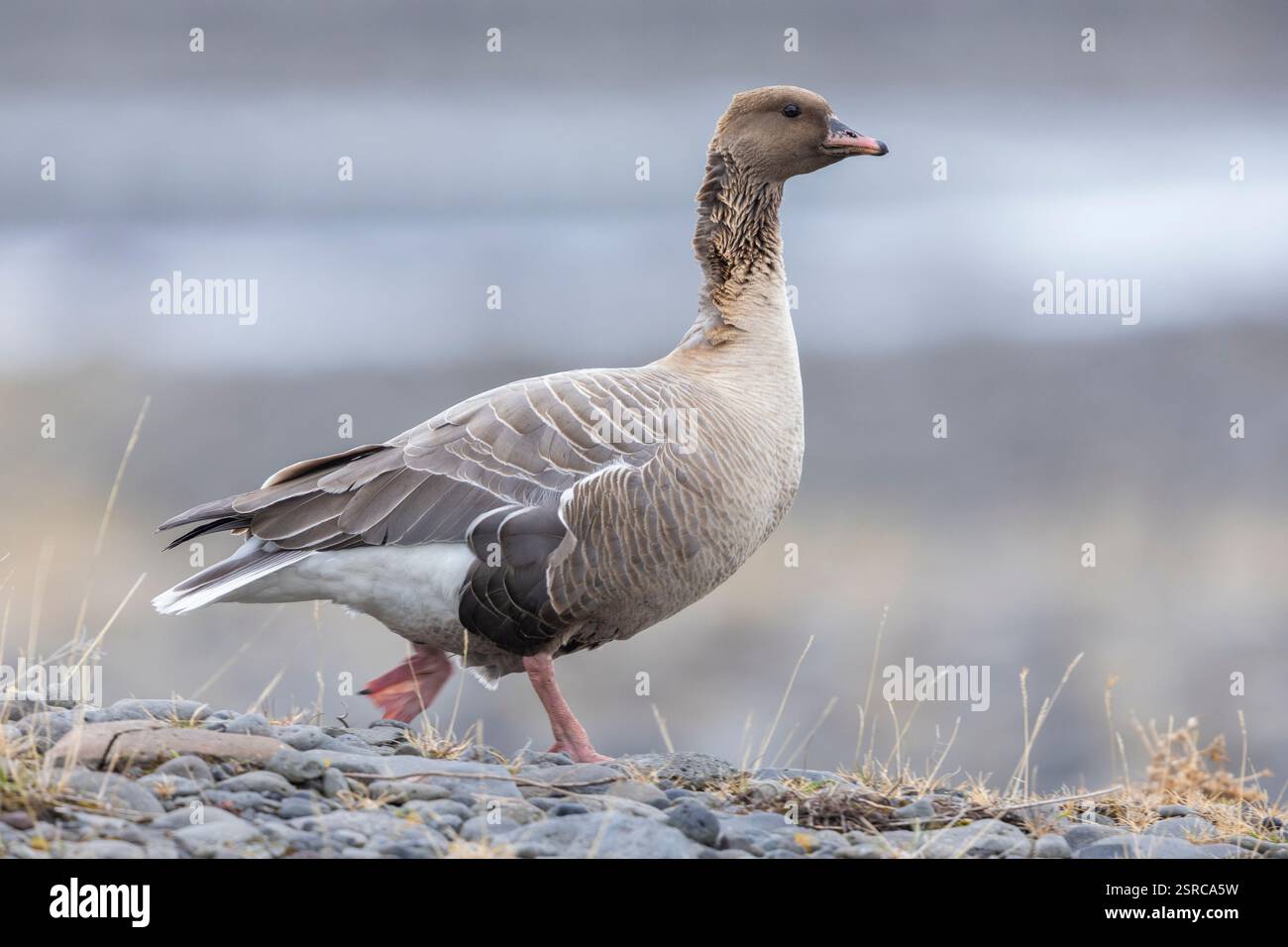 Rosafarbene Gans (Anser brachyrhynchus), Seitenansicht eines Erwachsenen, der auf dem Boden steht, Nordwestregion, Island Stockfoto