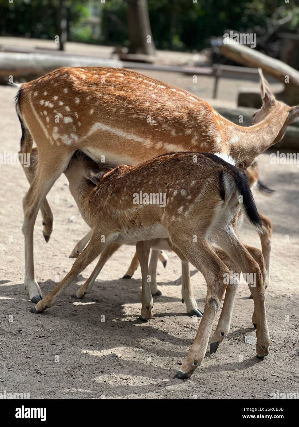 Familienhirsche - Smartphone-aufgenommenes Stockfoto Familienhirsche - Smartphone-aufgenommenes Stockfoto