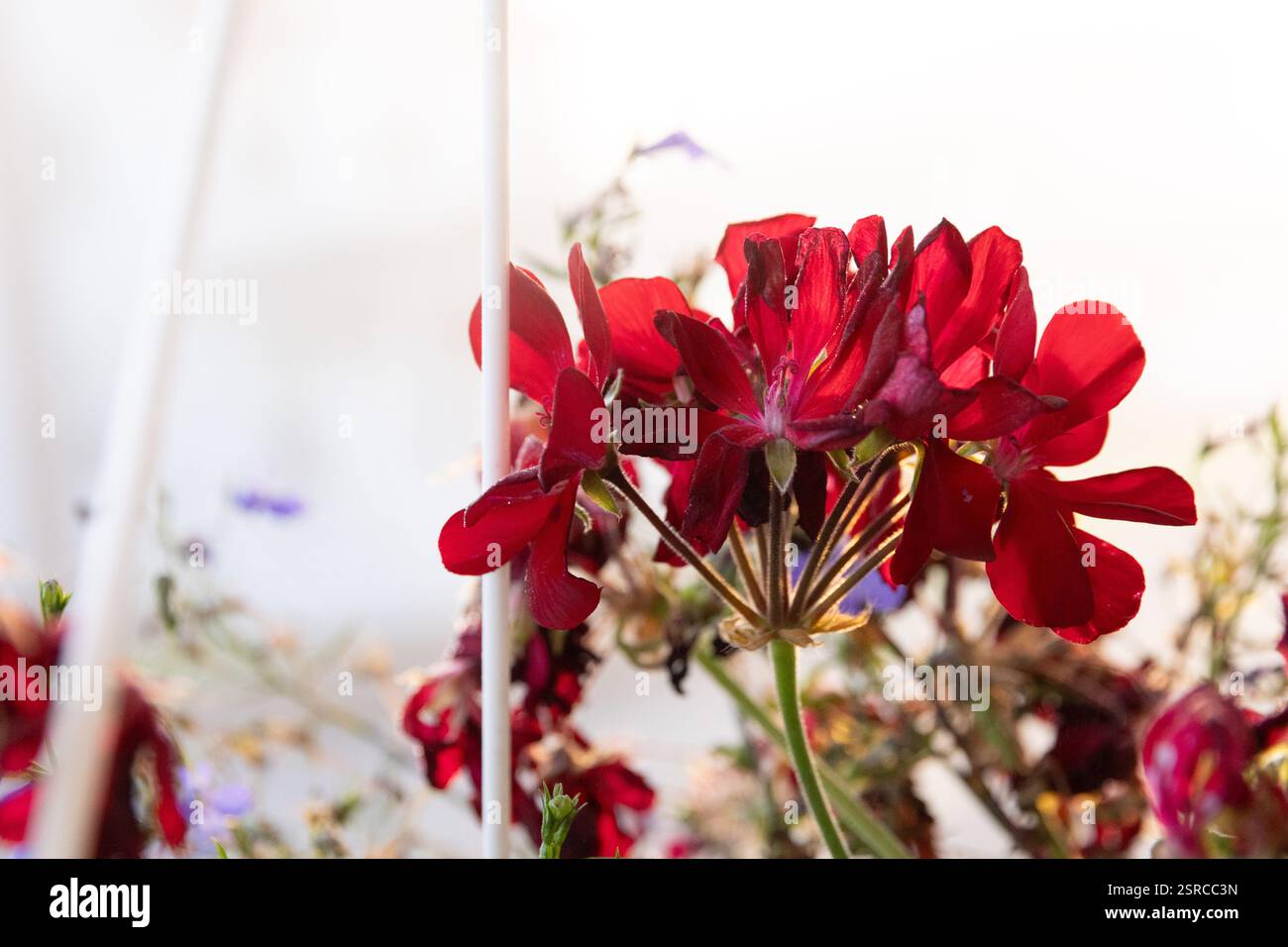 Geranien in der frühen Morgensonne. Stockfoto