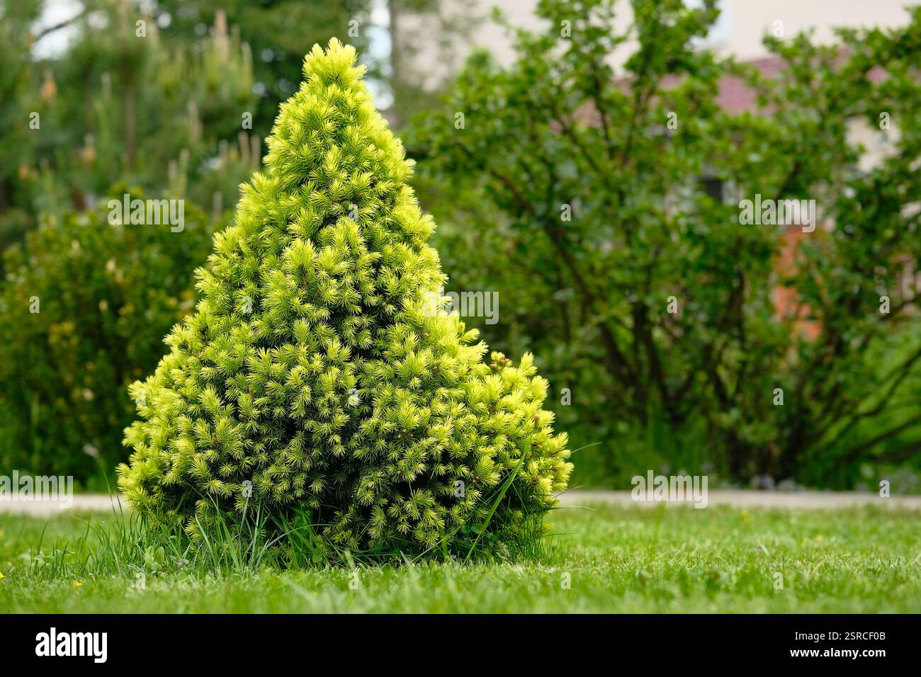 Kleine dekorative Tanne wächst im Garten. Dekorative Fichte für Landschaftsgestaltung. Immergrüner Baum. Stockfoto