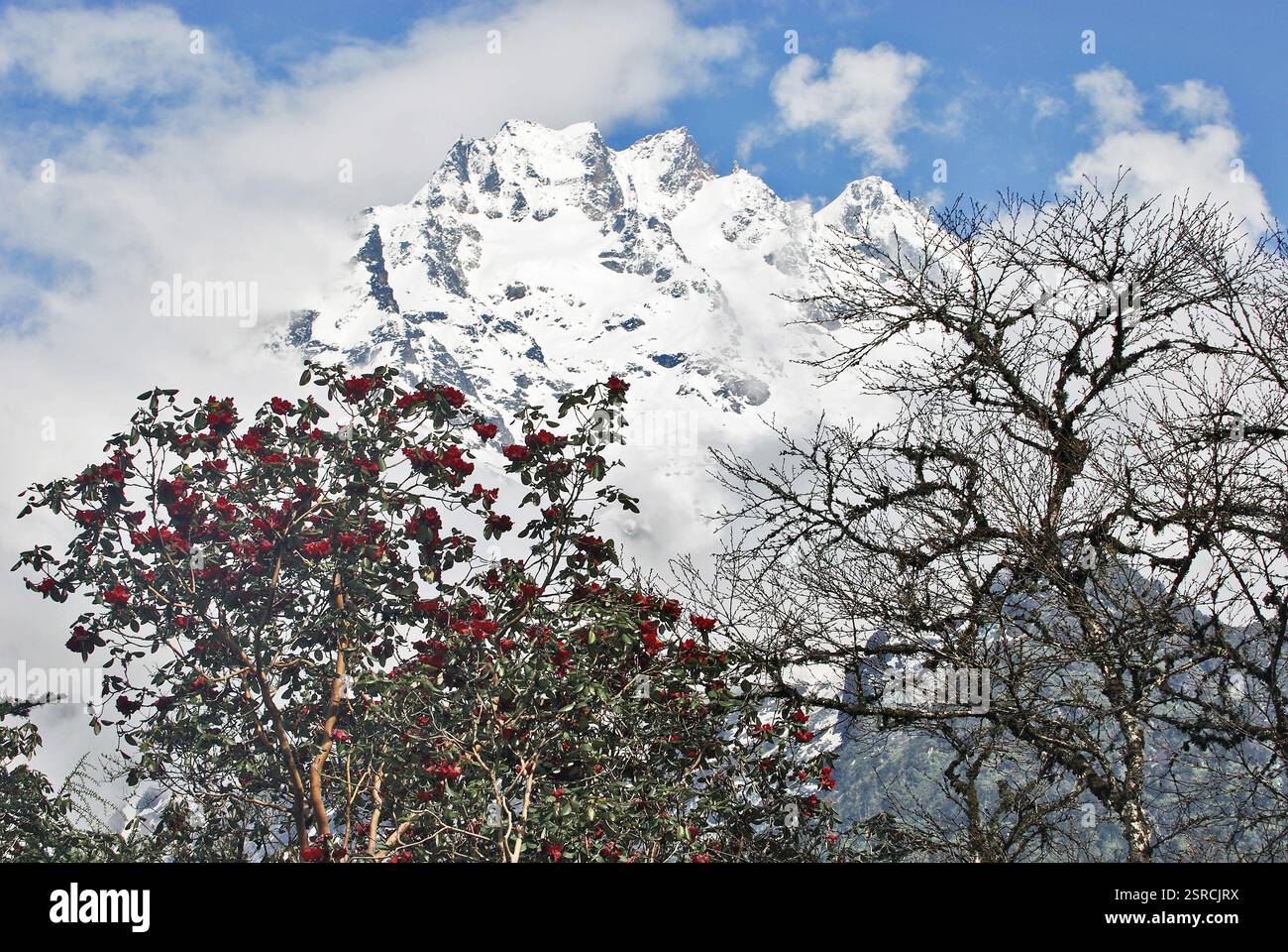 Flower lali Gurans Rhododendron Arboreum & Schneegipfel der Katao Range, Yumthang, North Sikkim, Indien, Asien Stockfoto