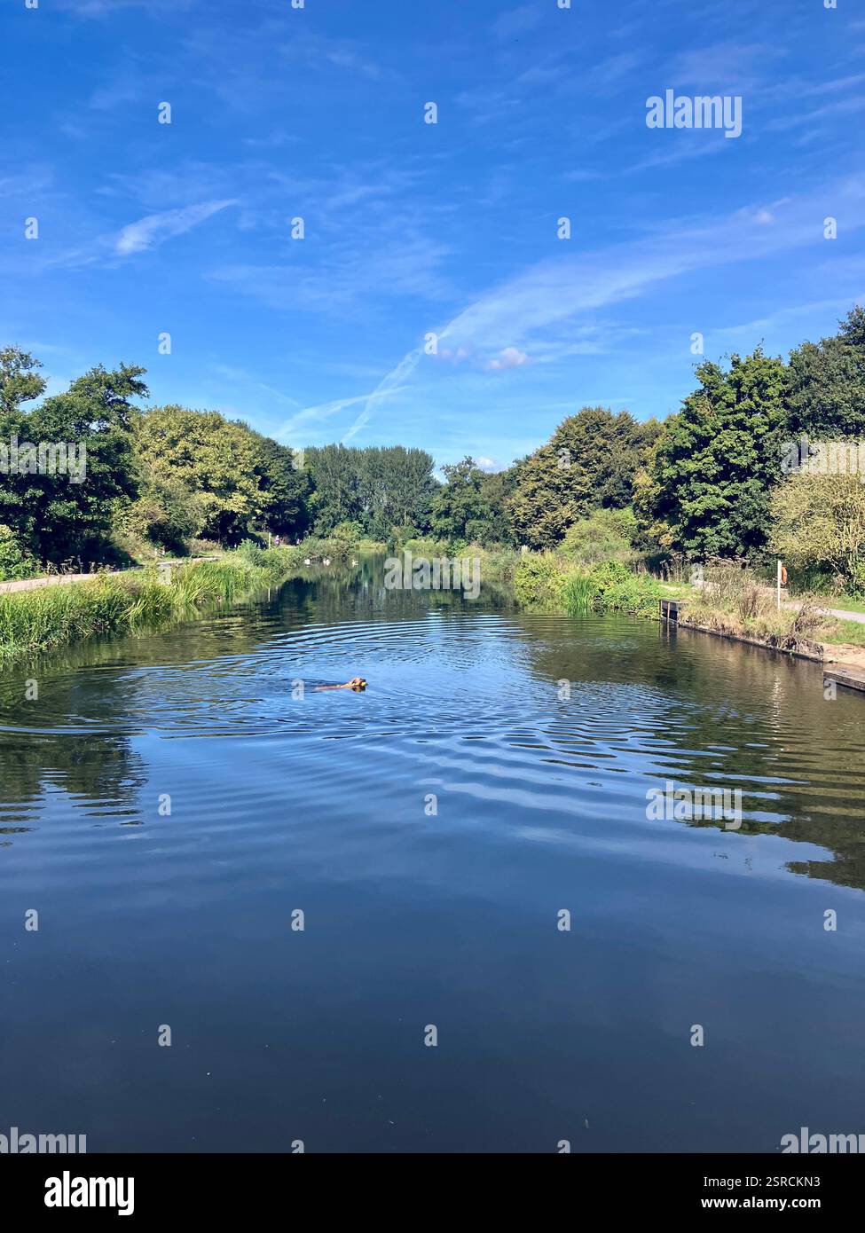 Ruhiger Blick auf den Exeter Ship Canal mit einem schwimmenden Hund und Schwänen im Hintergrund Stockfoto