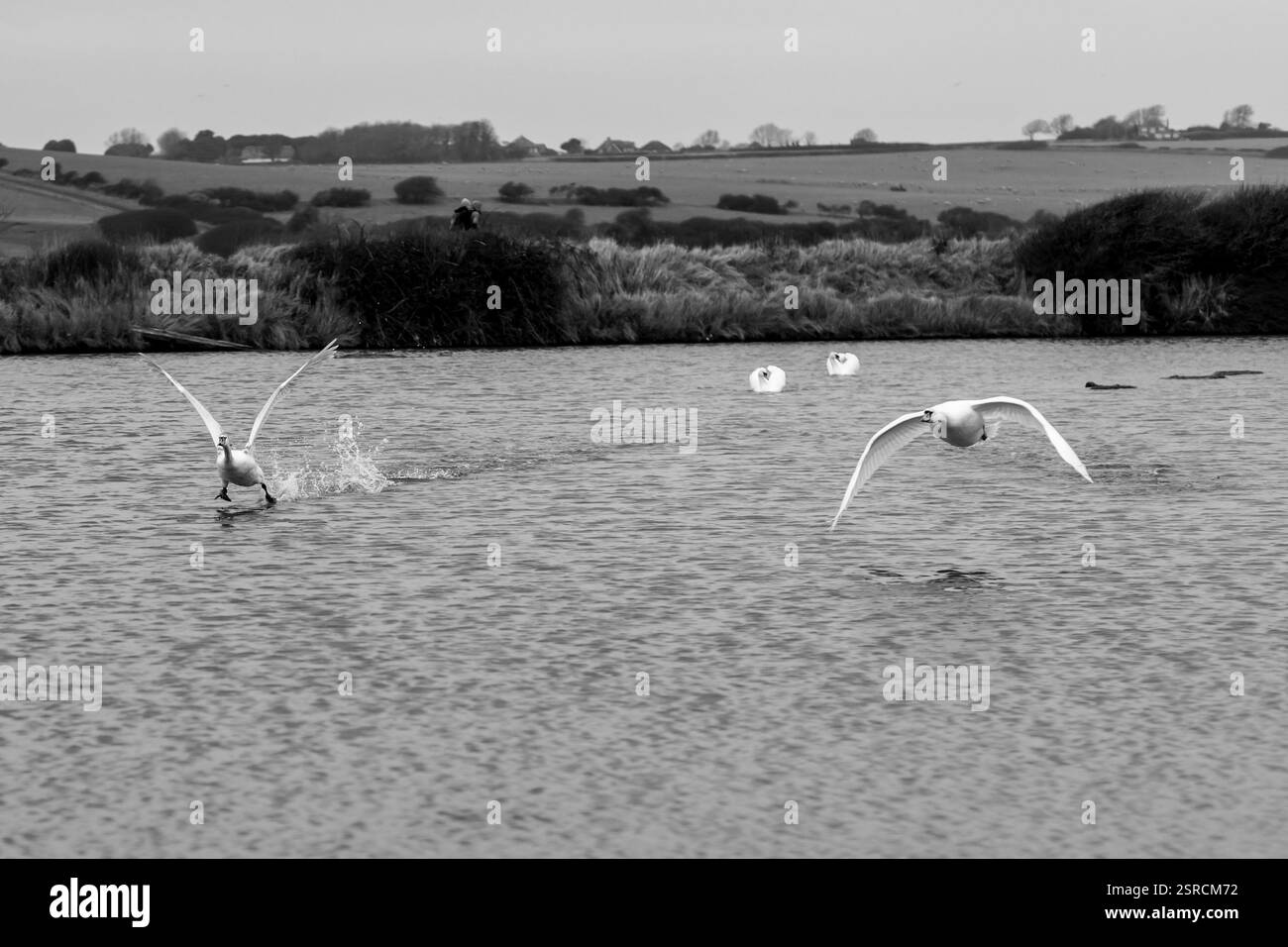 Swan ausziehen Stockfoto
