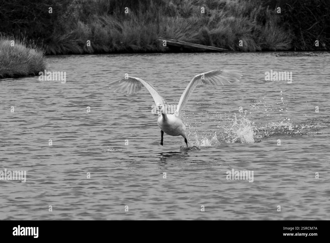 Swan ausziehen Stockfoto