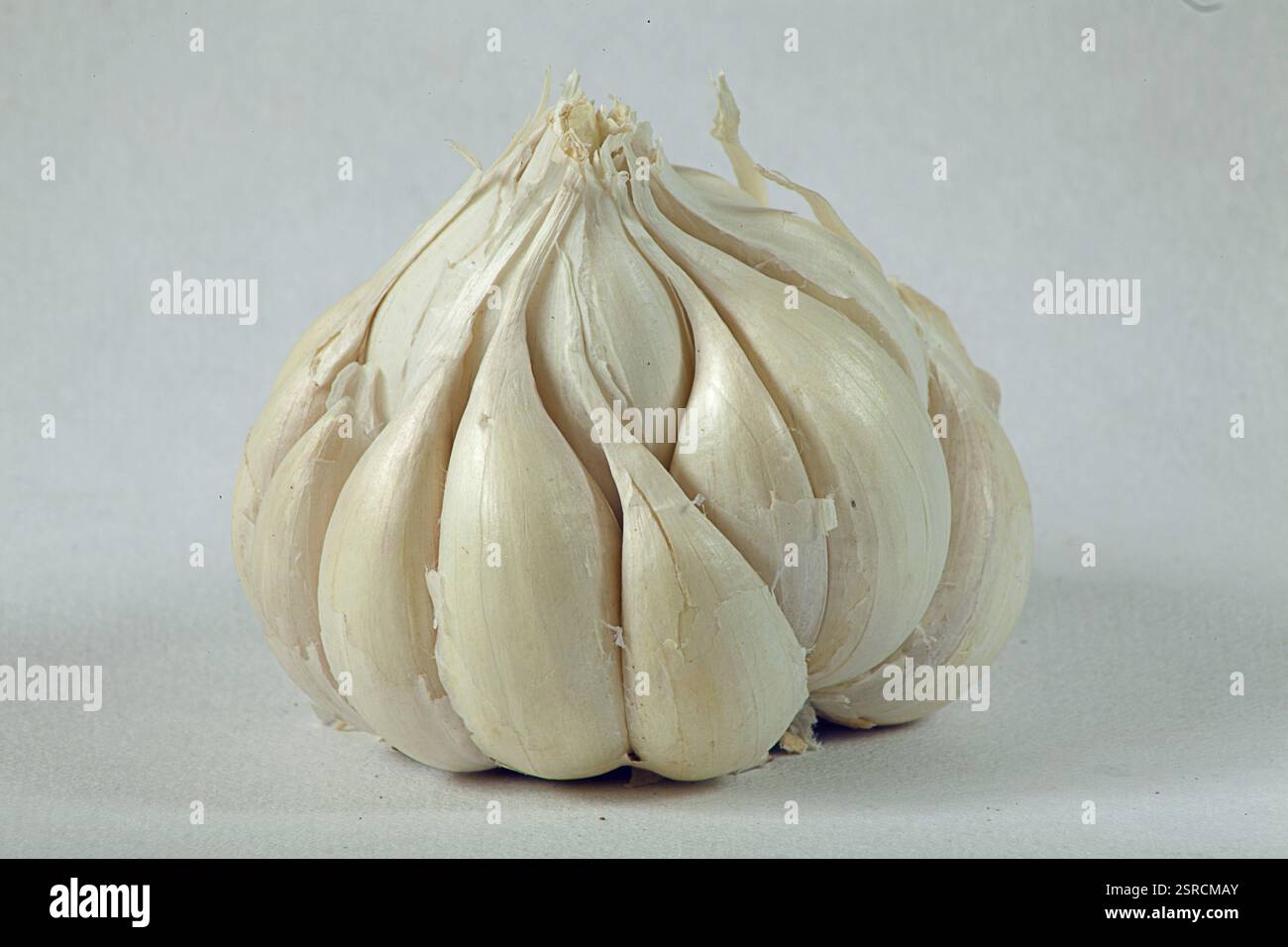 Knoblauch mit weißem Hintergrund, Indien, Asien Stockfoto