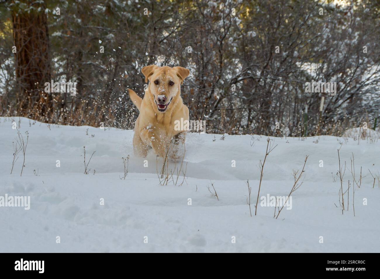 Ein gelber labrador, der an einem wunderschönen Wintertag im Südwesten von Colorado, Durango, USA, im Schnee spaziert Stockfoto