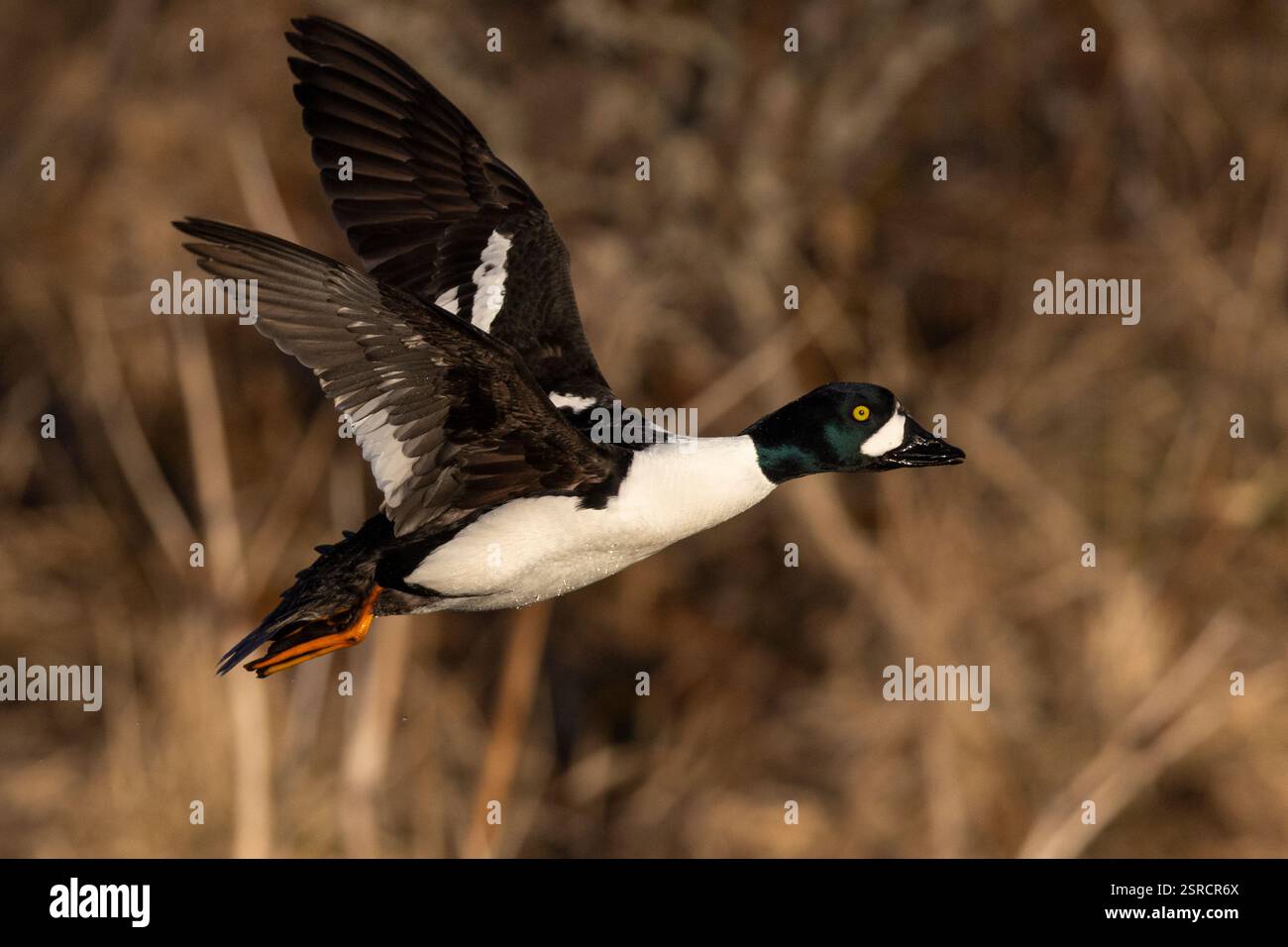 Barrow's Goldeneye (Bucephala islandica), Seitenansicht eines erwachsenen Mannes im Flug, Nordostregion, Island Stockfoto