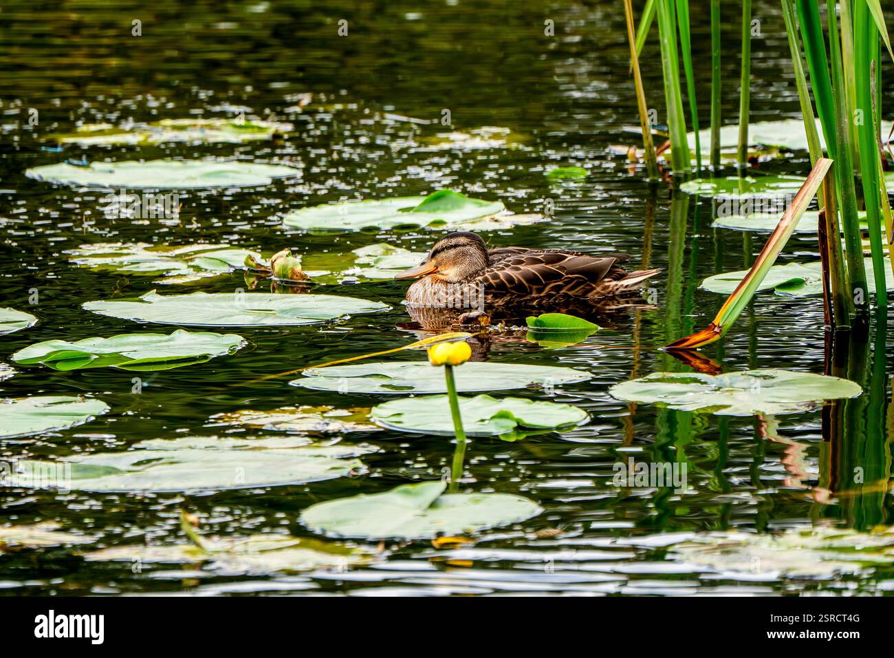 Ruhige Mallard Duck zwischen Lily Pads and Reeds in einem ruhigen Aquatic Habitat Stockfoto