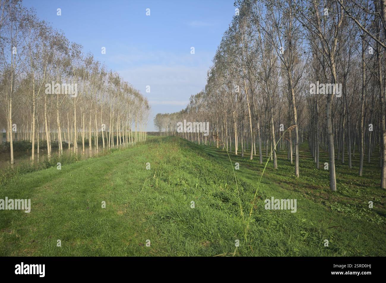 Grasbewachsener Pfad auf einem Damm, der von überfluteten Hainen in der italienischen Landschaft begrenzt wird Stockfoto