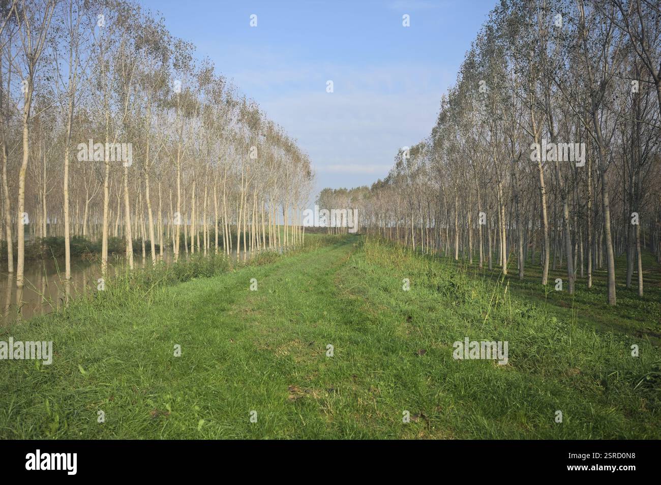 Grasbewachsener Pfad auf einem Damm, der von überfluteten Hainen in der italienischen Landschaft begrenzt wird Stockfoto