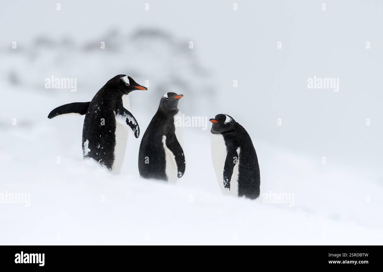 Drei Gentoo-Pinguine in der Antarktis, Gentoo-Pinguin, (Pycoscelis papua) auf Pinguin Island, South Shetland Islands, Antarktis, Tiere, Vögel, Pinguin Stockfoto