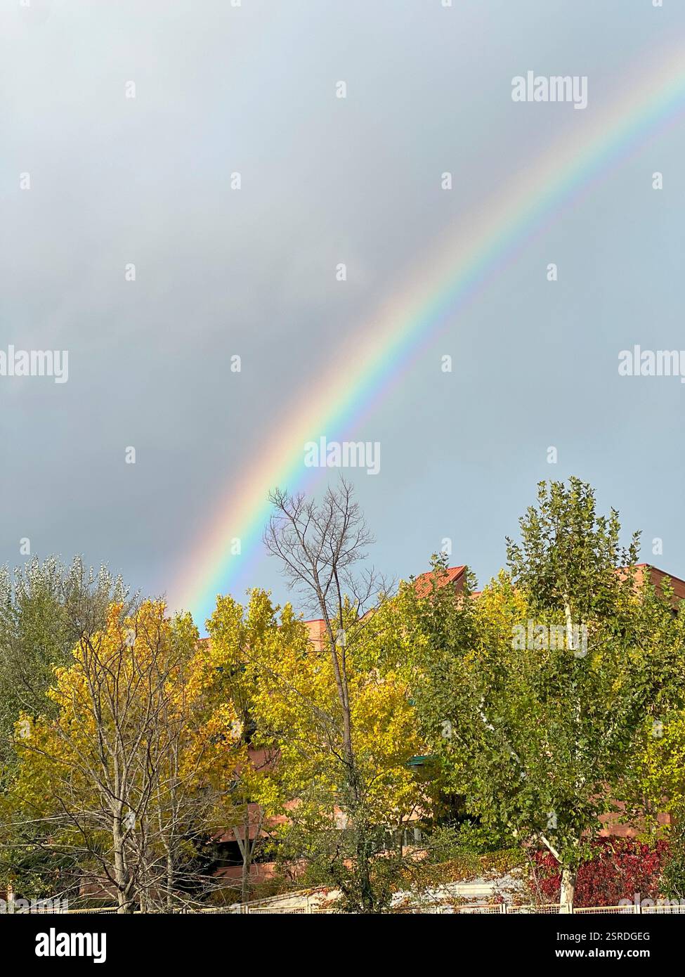 Regenbogen über Bäumen und klarem Himmel - Smartphone-aufgenommenes Stockfoto