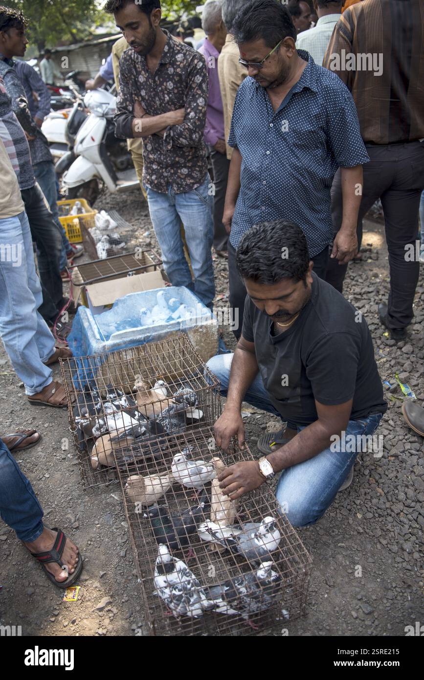 Tauben im Käfig, Tauben Markt, Pune, Maharashtra, Indien, Asien Stockfoto