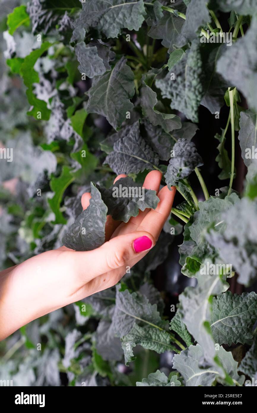 Person, die Grünkohlblätter in einem vertikalen Garten inspiziert. Gesundes Wachstum ist der Schlüssel. Stockfoto