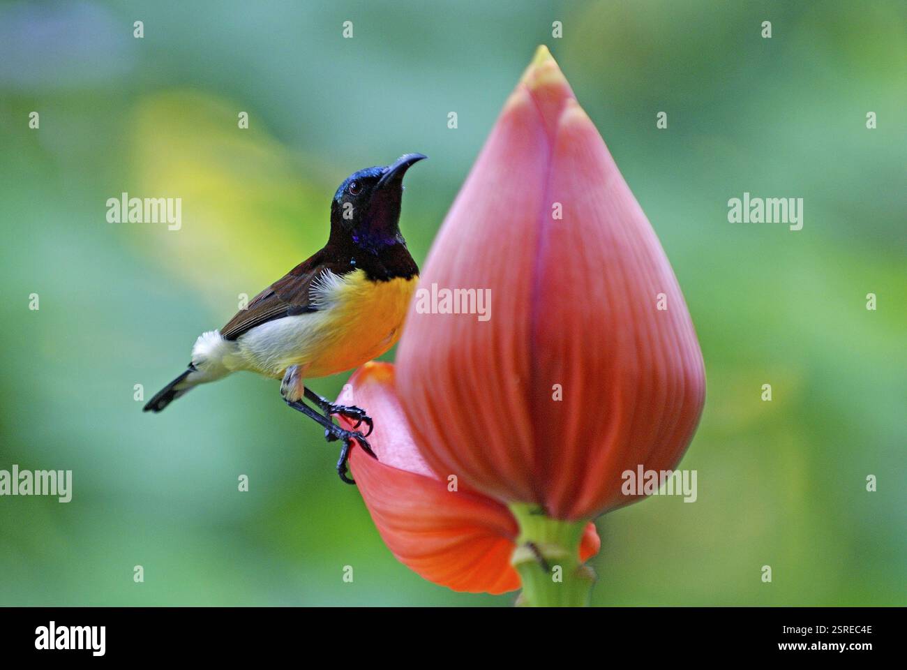 Vögel, Purple rumped sunbird männliche Nektarinia zeylonica sammeln Nektar, Howrah, Westbengalen, Indien, Asien Stockfoto