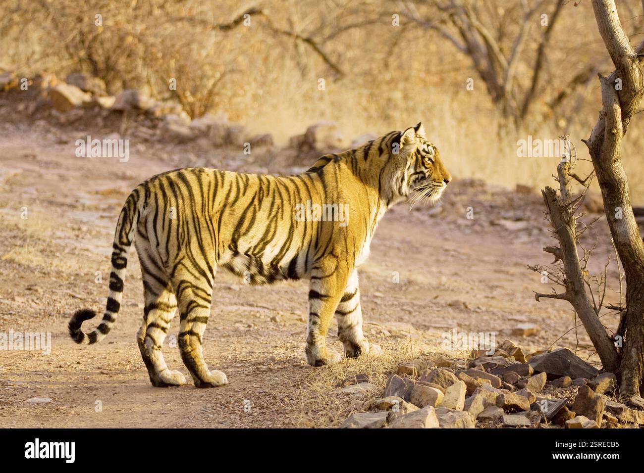 Tiger Panthera Tigris sucht im Ranthambore National Park, Rajasthan, Indien, Asien Stockfoto