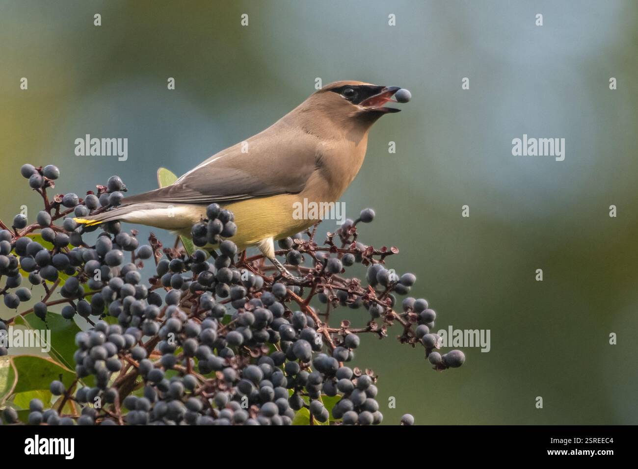 Ein Zedernwachs (Bombycilla cedrorum), ein Vogel, der in einem Garten in Kalifornien, USA auf Holunderbeeren sucht. Stockfoto