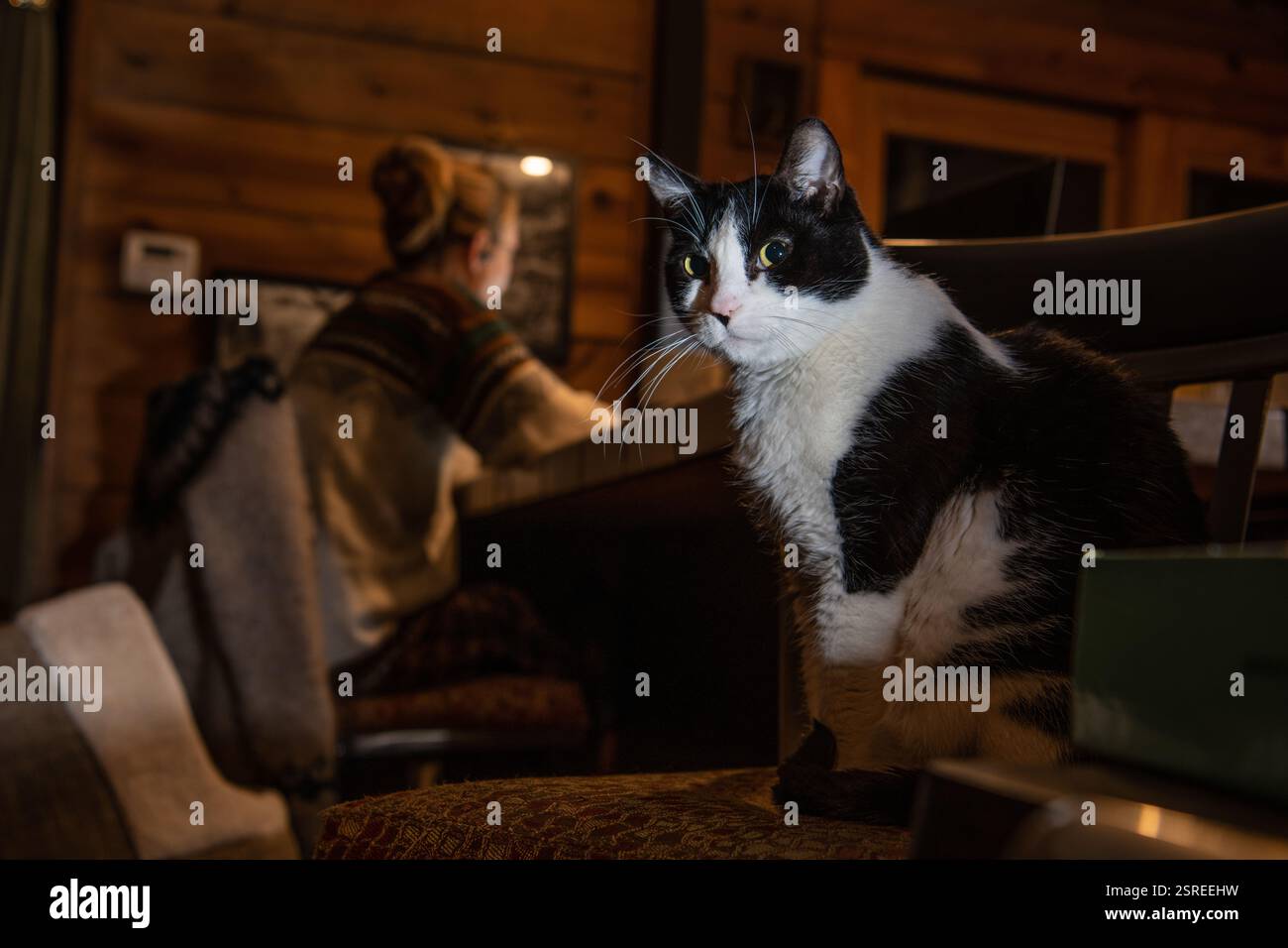 Eine schwarz-weiße Smoking-Katze sitzt in der Nähe ihres Besitzers, während der Besitzer am späten Abend von zu Hause aus arbeitet und die Katze nicht ansieht. Stockfoto