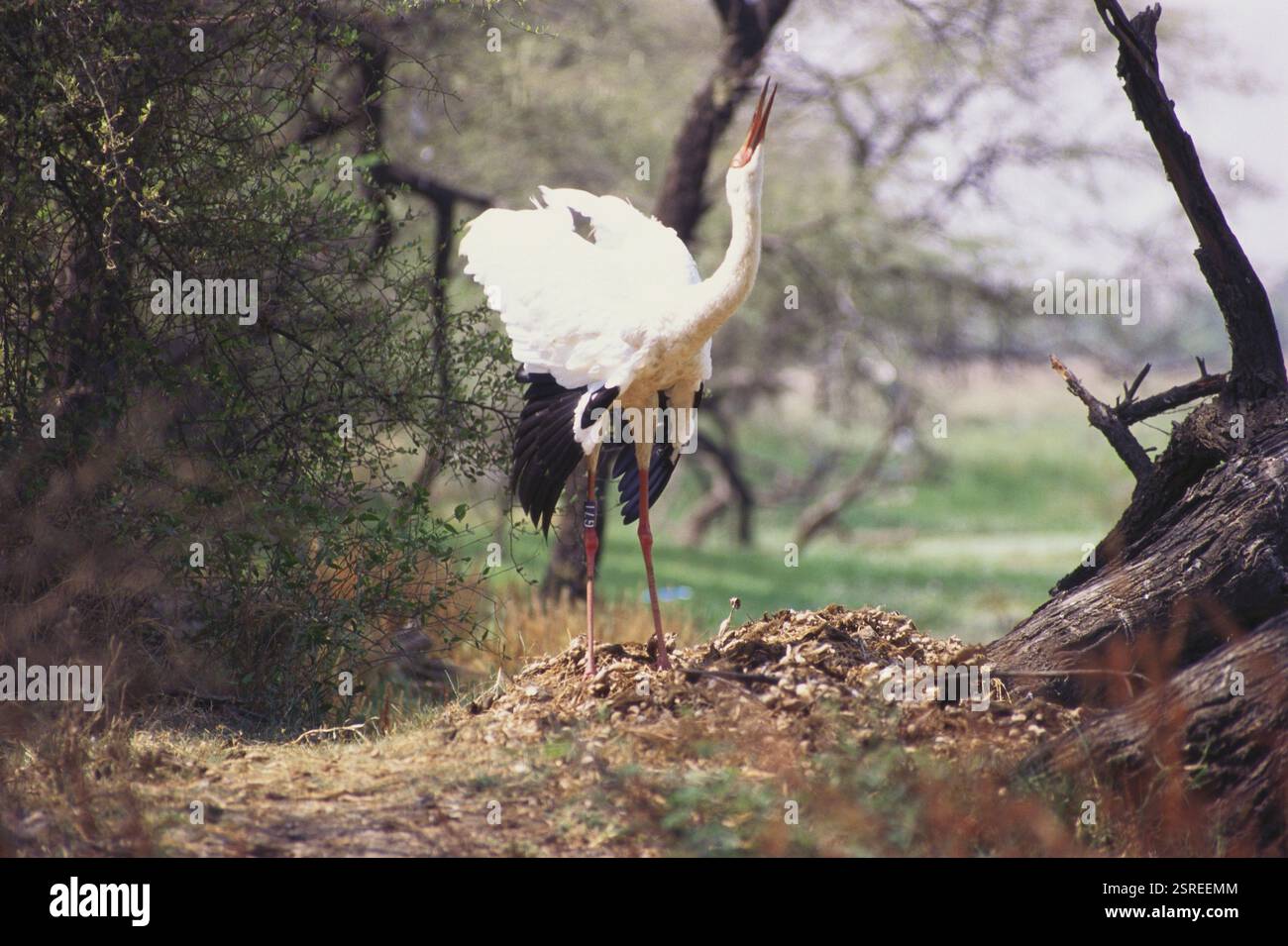 Vögel, sibirischer Kranich grus leucogeranus Zugvogel, Bharatpur Vogel Sanctuary Rare, Ringed, Rajasthan, Indien, Asien Stockfoto