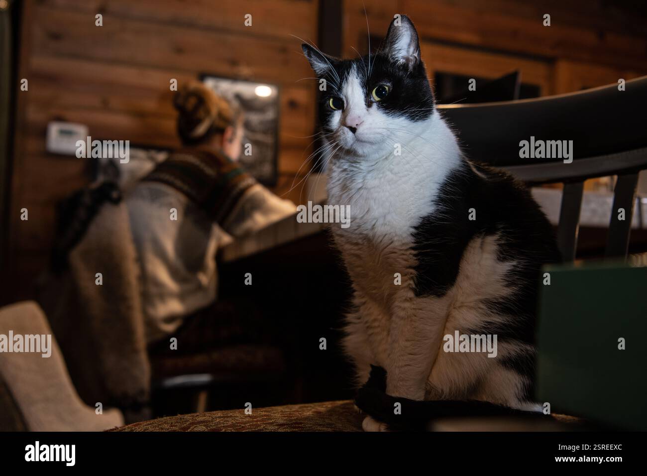 Eine schwarz-weiße Smoking-Katze sitzt in der Nähe ihres Besitzers, während der Besitzer am späten Abend von zu Hause aus arbeitet und die Katze nicht ansieht. Stockfoto