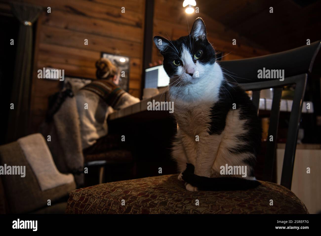 Eine schwarz-weiße Smoking-Katze sitzt in der Nähe ihres Besitzers, während der Besitzer am späten Abend von zu Hause aus arbeitet und die Katze nicht ansieht. Stockfoto