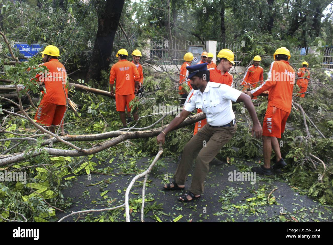 Mitglieder des Disaster Response Kraft (Schwund) Entfernen von Bäumen, die auf dem Weg der Zyklon Vardah, kam liegen entwurzelte Chennai Stockfoto