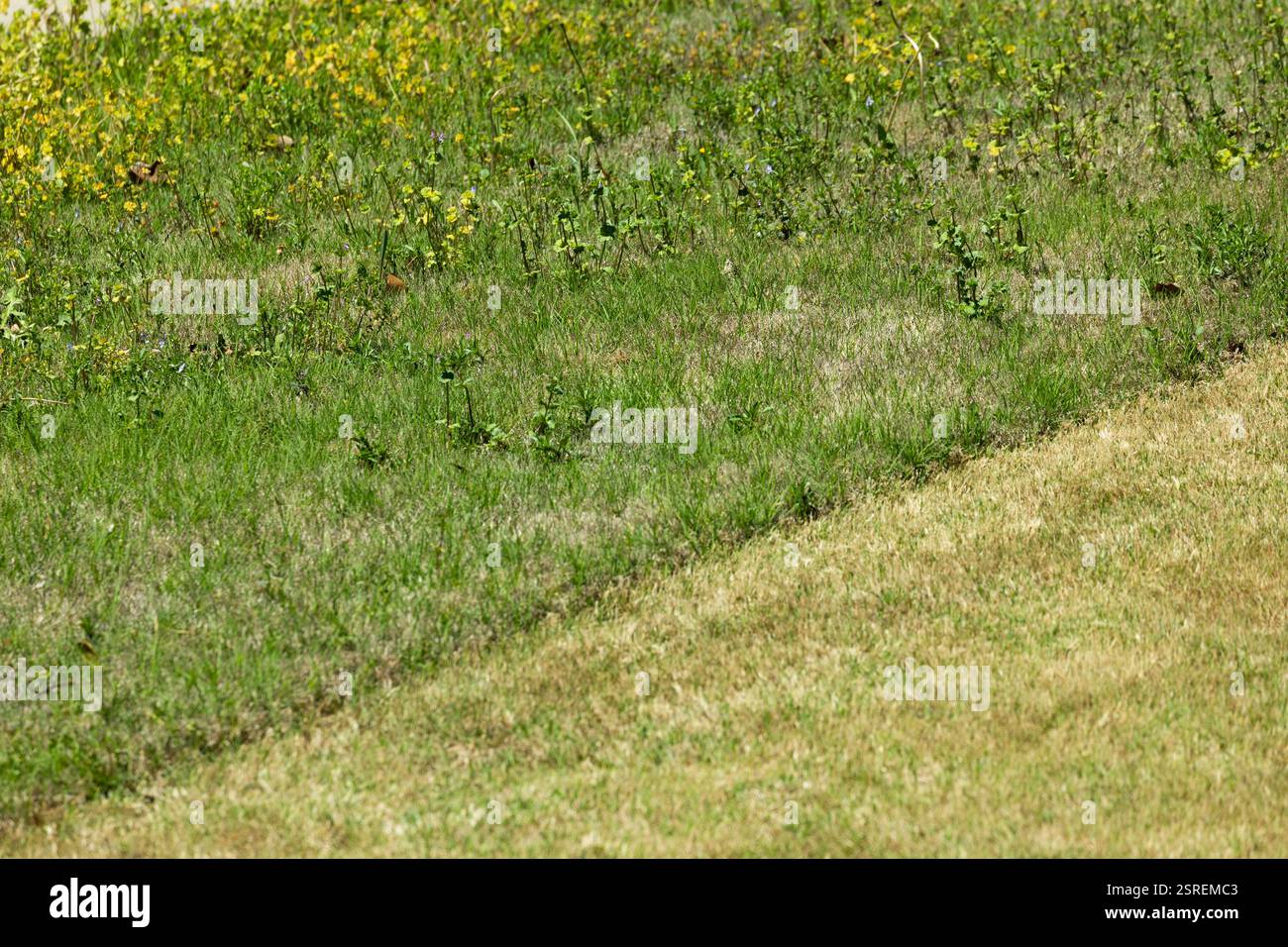 Eine physische Linienkante eines Rasenmähers trennt einen bewachsenen, ungeschnittenen Unkrautrasen oben und einen gut geschnittenen, gepflegten Rasen unten. Stockfoto