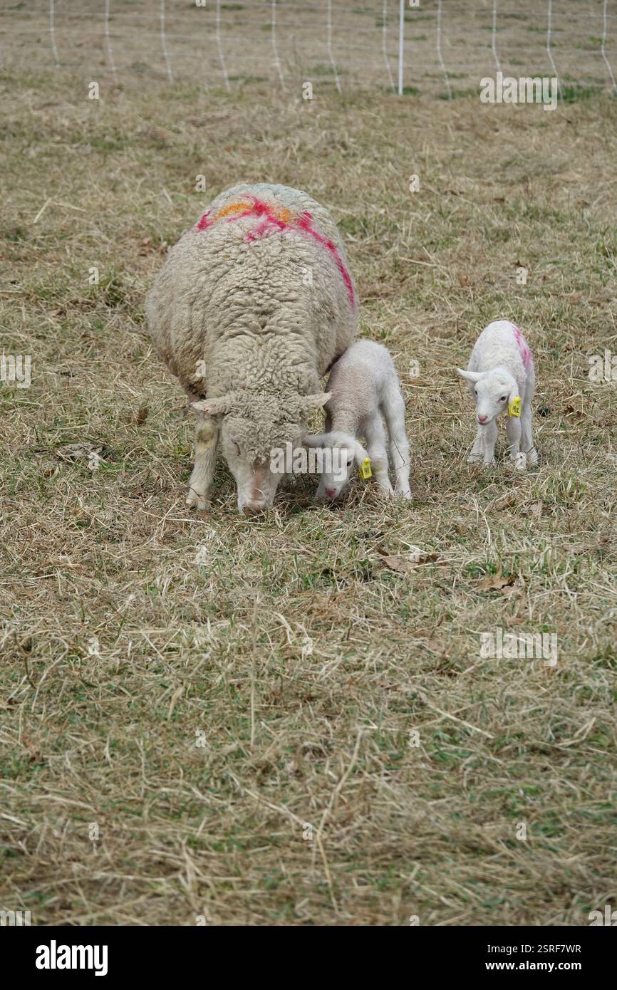 Mutterschafe mit ihren Lämmern Stockfoto