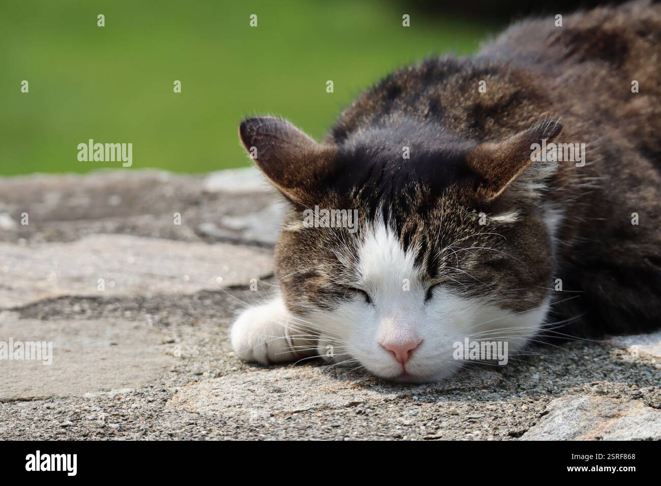 Eine graue Tabbykatze, die auf einer Steinmauer schläft Stockfoto