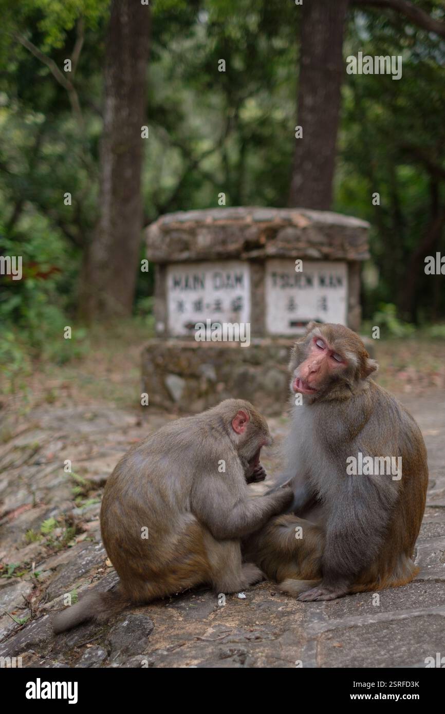 Zwei Rhesusaffen genießen einen Moment auf einem Wanderweg in Hongkong. Stockfoto