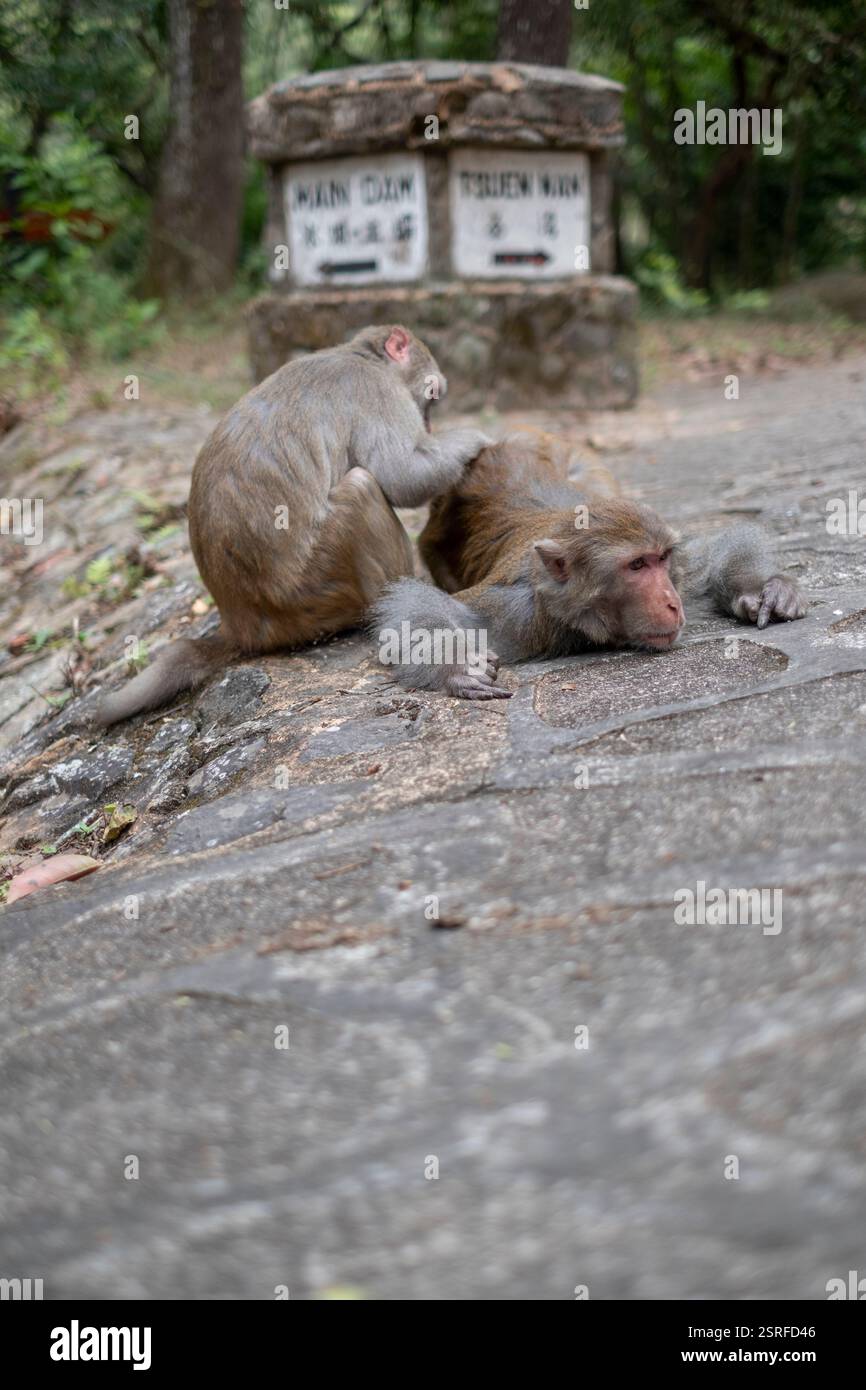 Zwei Rhesusaffen genießen einen Moment auf einem Wanderweg in Hongkong. Stockfoto