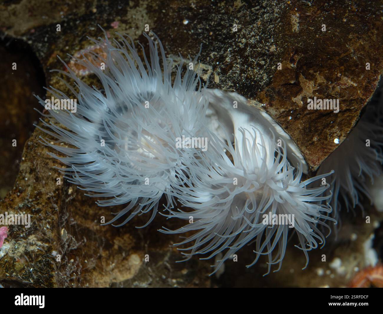 Hübsche, unreife Hochseeanemonen (Metridium senile), die an einem verkrusteten Felsen aus flachen Meeresgewässern von British Columbia befestigt sind Stockfoto