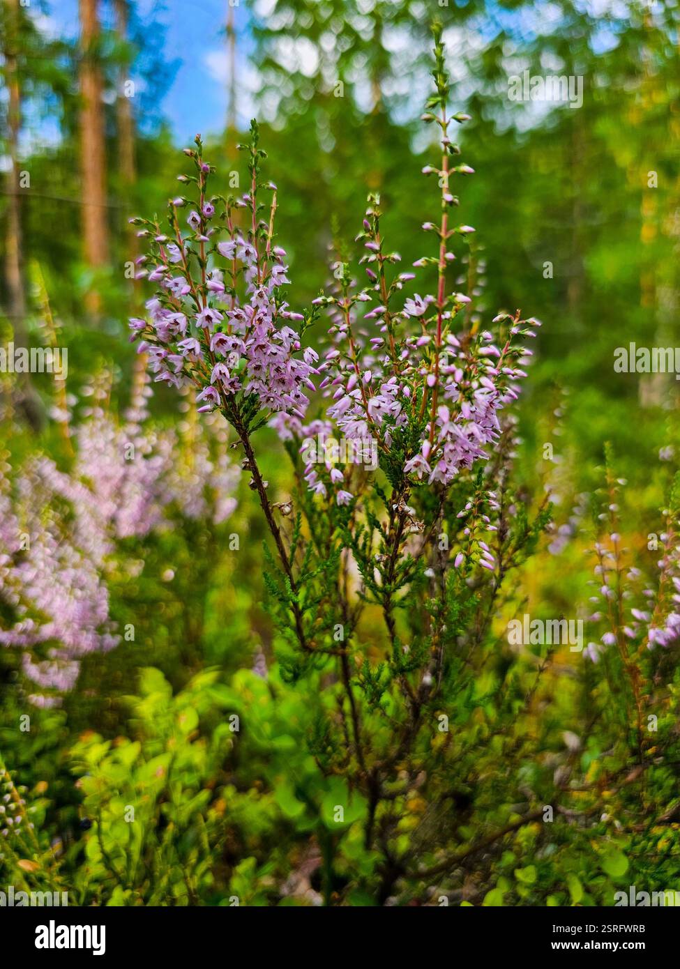 Wald mit Heidekraut aus nächster Nähe - Smartphone-aufgenommenes Stockfoto