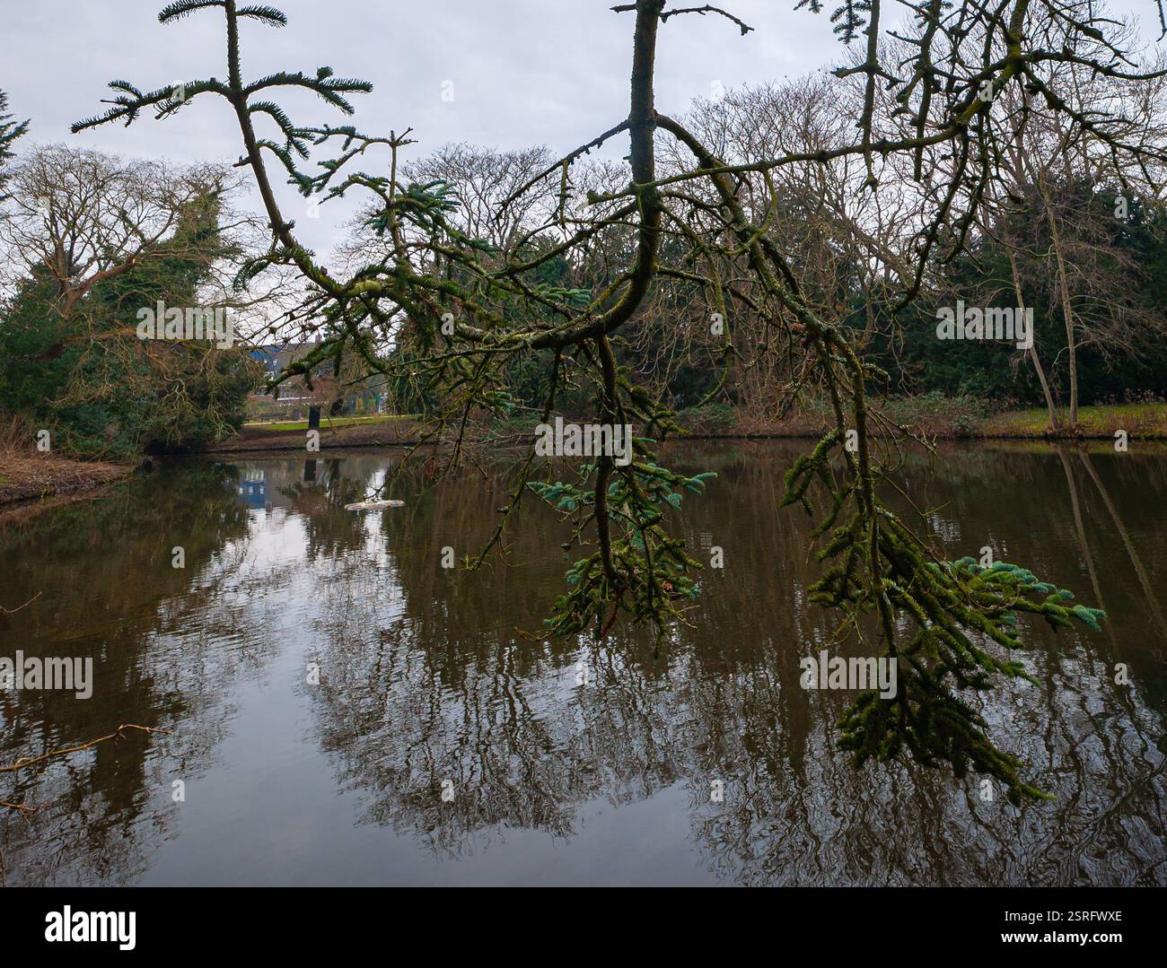 Malerischer Blick auf die Zweige einer Fichte, die über dem Wasser eines Teichs im Stadtpark „Beatrixpark“ in Amsterdam, Niederlande Stockfoto