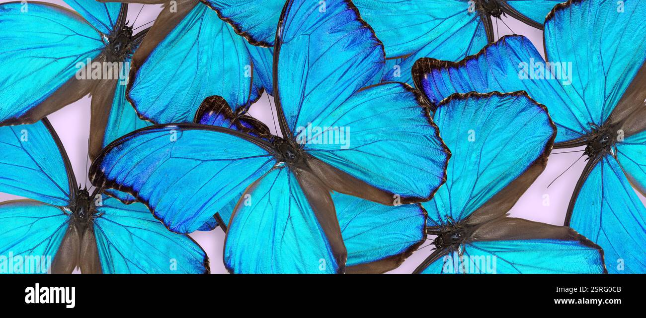 Morpho godartii Schmetterlingskomposition auf rosa Hintergrund. Horizontales Banner Stockfoto