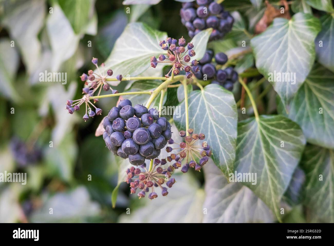 Schwarze efeu beeren -Fotos und -Bildmaterial in hoher Auflsung  Alamy