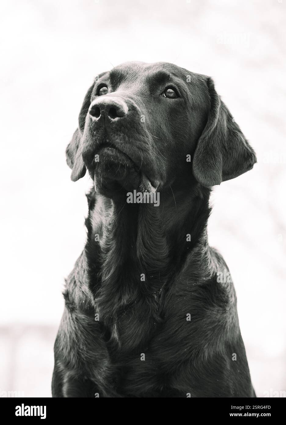 Labrador Retriever ist eine beliebte Hunderasse. Stockfoto