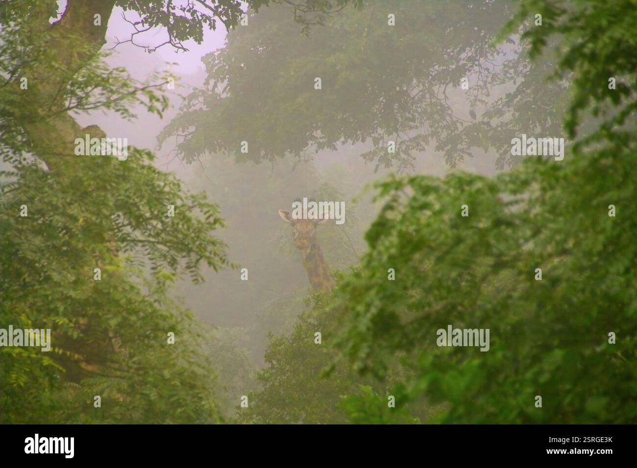 Eine Giraffe schaut durch eine Lücke im Walddach an einem nebeligen Morgen. Giraffen sind äußerst effizient bei der Extraktion von Feuchtigkeit aus ihren Nahrungsmitteln Stockfoto