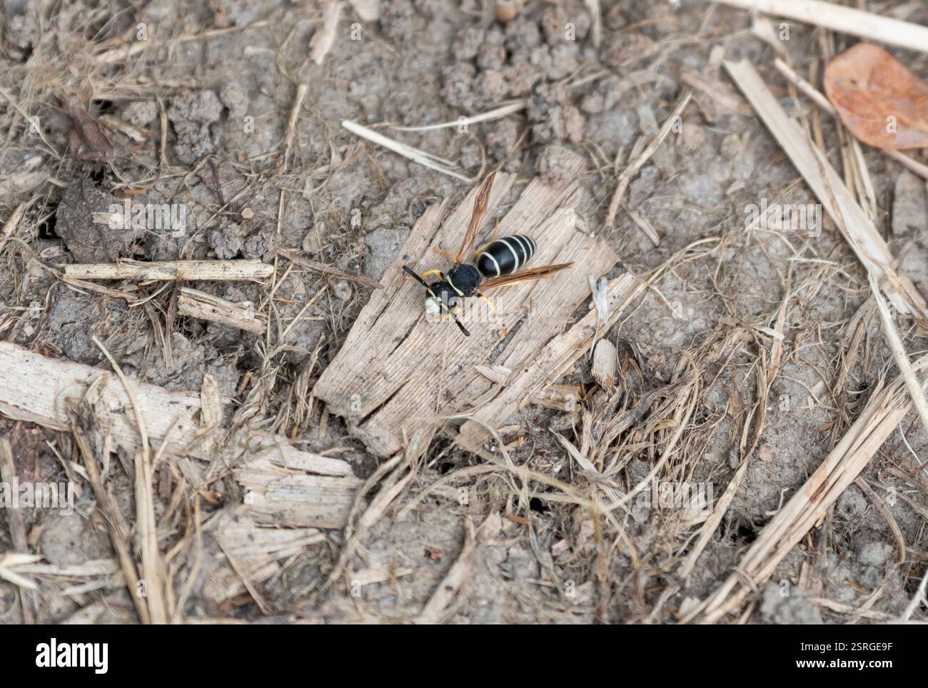 Fen Mason Bee Odynerus simillimus nähert sich seinem Nestloch auf einem kleinen Gelände, Norfolk, Juni Stockfoto