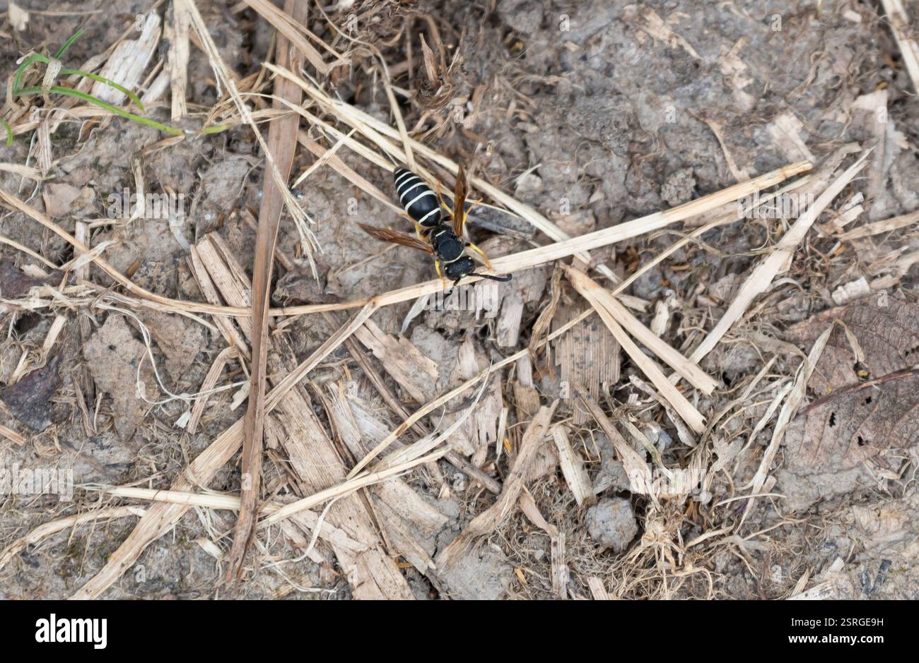 Fen Mason Bee Odynerus simillimus nähert sich seinem Nestloch auf einem kleinen Gelände, Norfolk, Juni Stockfoto