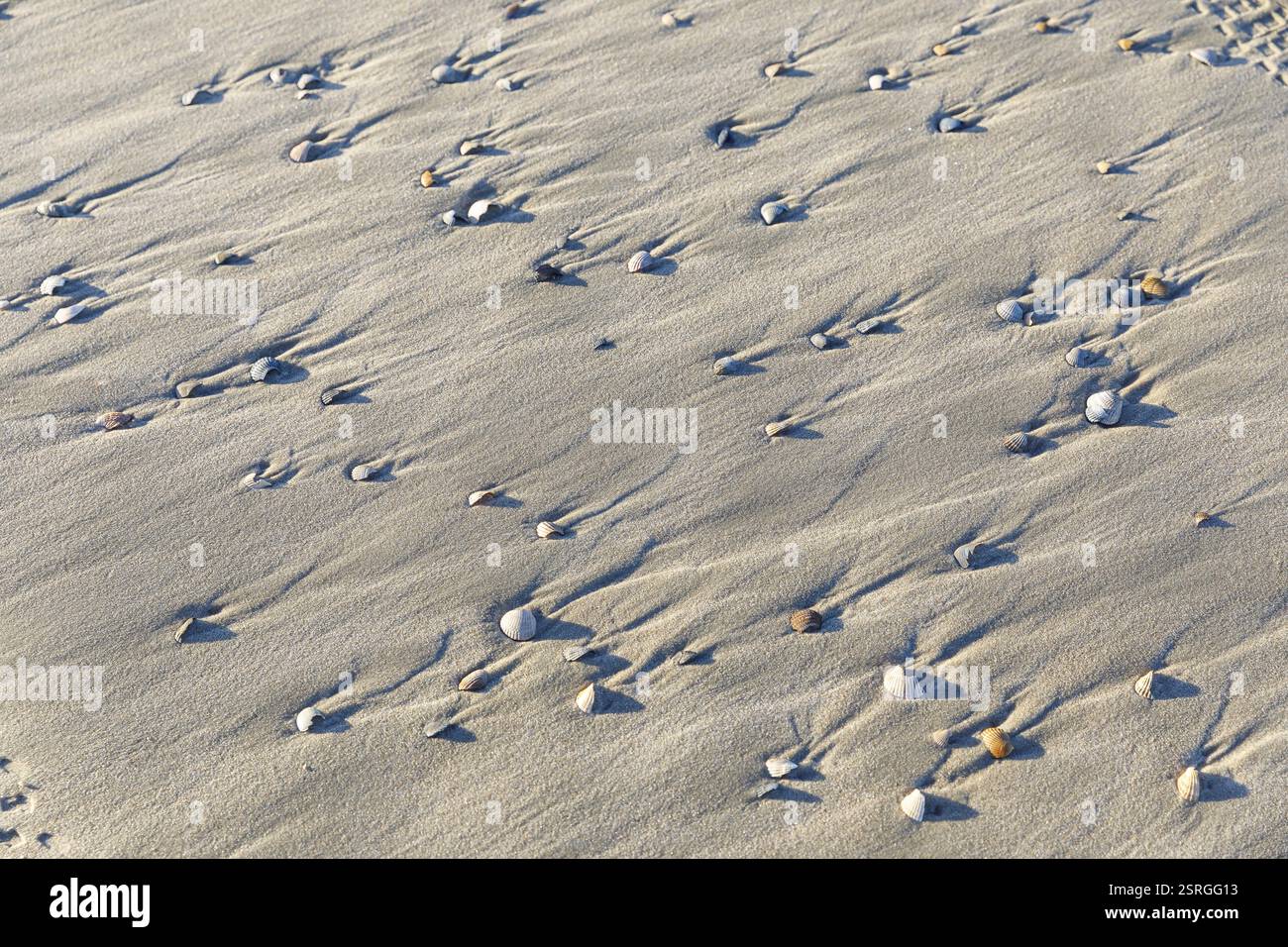 Muscheln und Sand geformt von Wind und Wasser, Nordstrand von Norderney, Niedersachsen, Deutschland, Europa Stockfoto