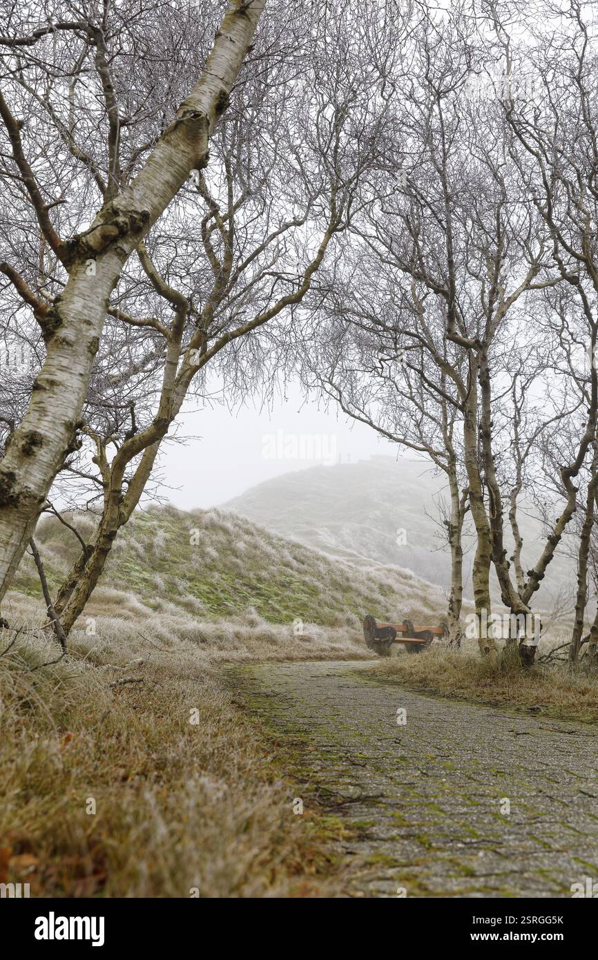 Weg durch niedrige Birken (Betula) und die Dünen bei Nebel und Raureif, Norderney, Niedersachsen, Deutschland, Europa Stockfoto